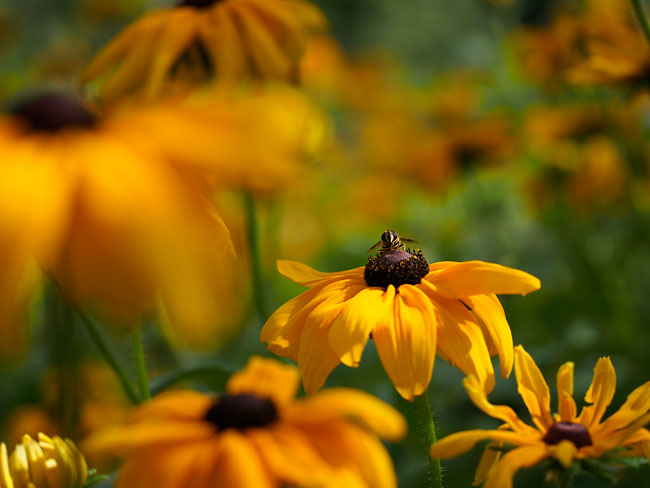 マクロレンズのボケ味