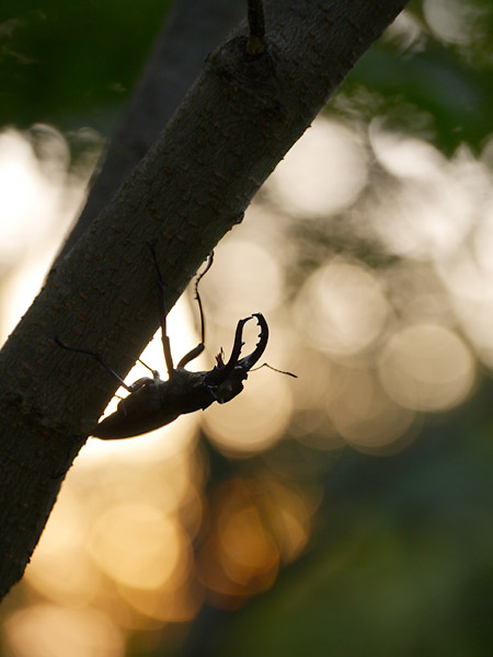 明るい望遠ズーム