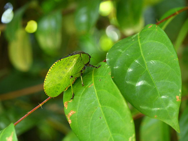 キリギリスの仲間をGH３で
