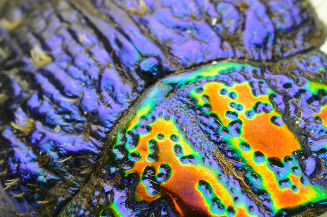 Nikon1 V２に40mmマクロを使う2