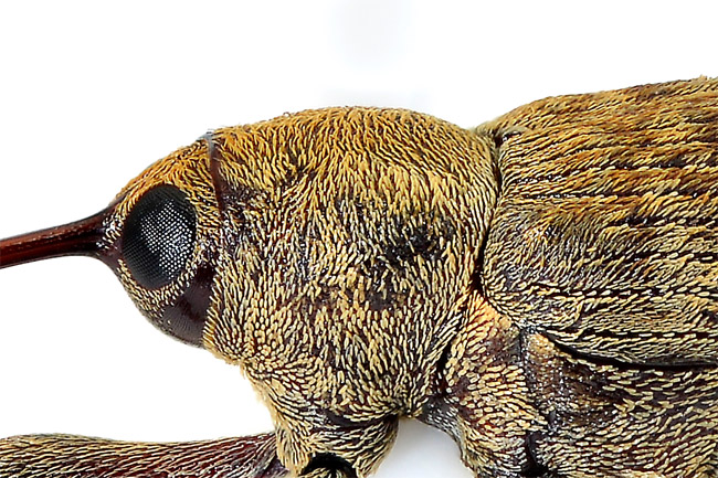 コナラシギゾウの顔