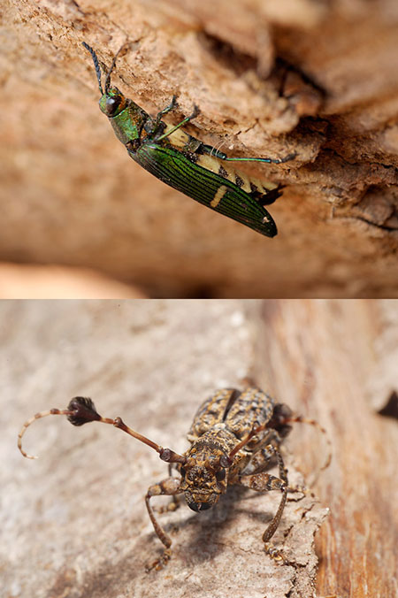 再びマレーシアへ