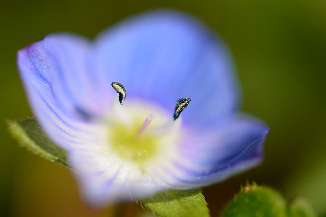 オオイヌノフグリの花