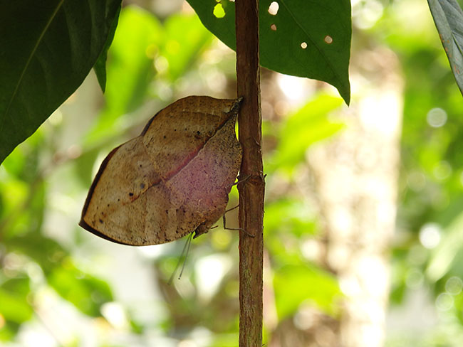 ペナンバタフライファーム