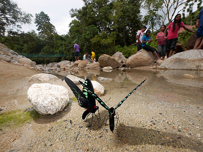今年もアカエリトリバネアゲハ