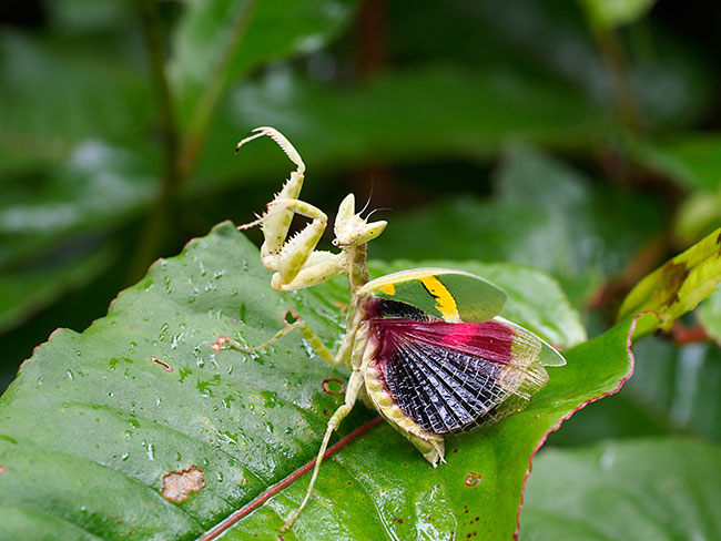 ヒメヒョウモンカマキリの威嚇