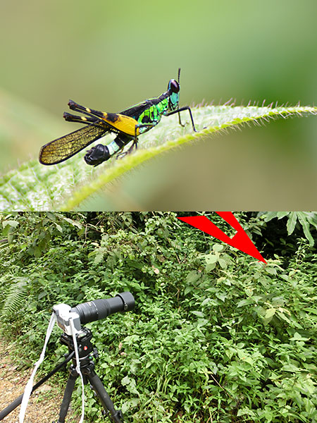 トガリメバッタ