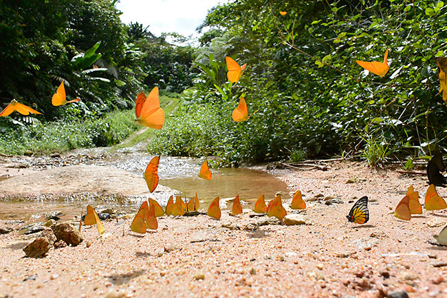 ベニシロチョウの集団吸水