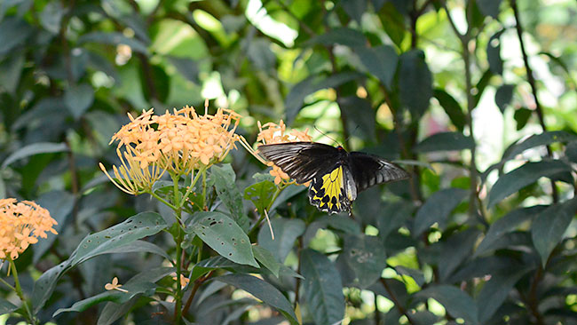 モーションスナップショットで撮った写真