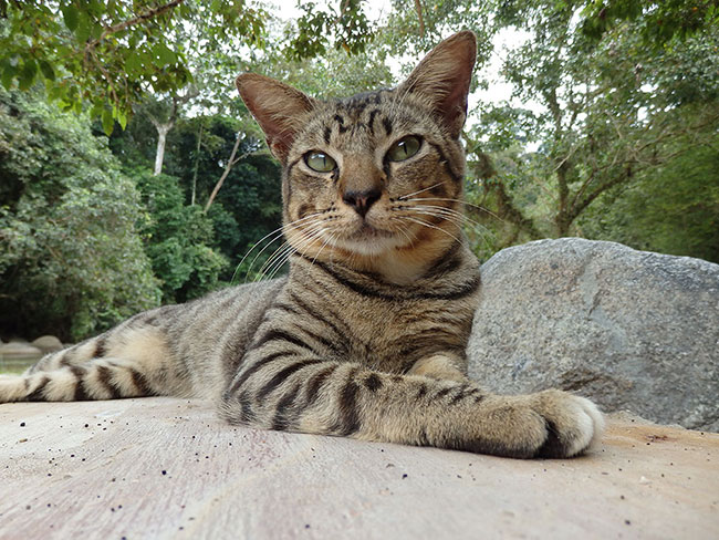 クアラウォーのネコ