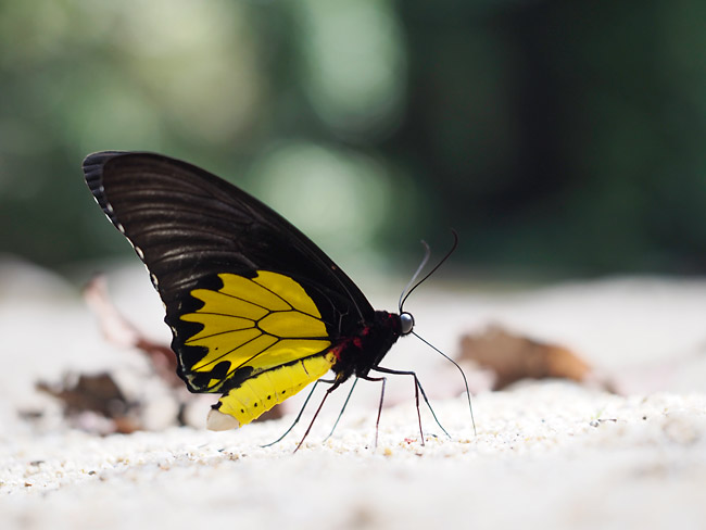 ヘレナキシタアゲハの吸水