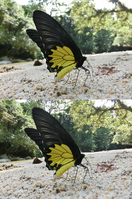 キシタアゲハの吸水を全焦点マクロで