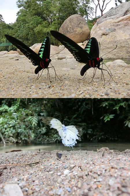 アカエリトリバネアゲハを全焦点マクロで