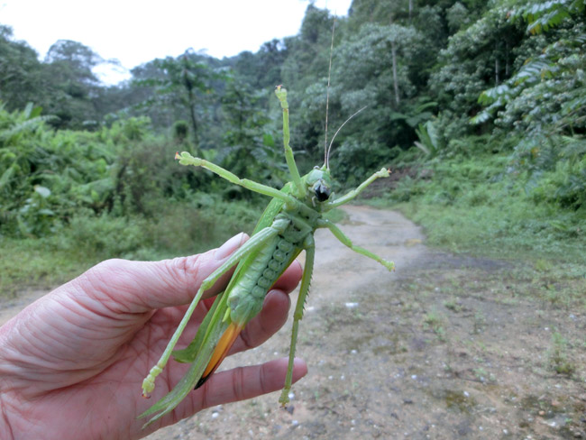 キョジンツユムシ
