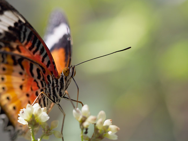 EPL5のSAFでハレギチョウ