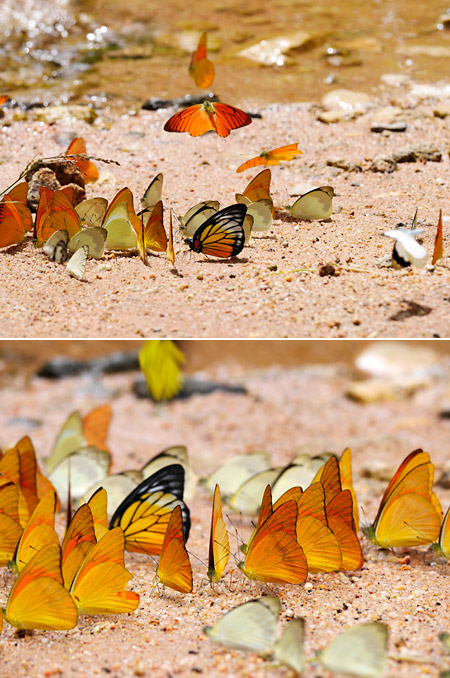 ベニシロチョウの集団を望遠ズームで