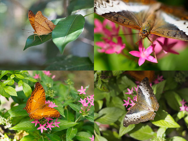 チャイロタテハのオスとメス