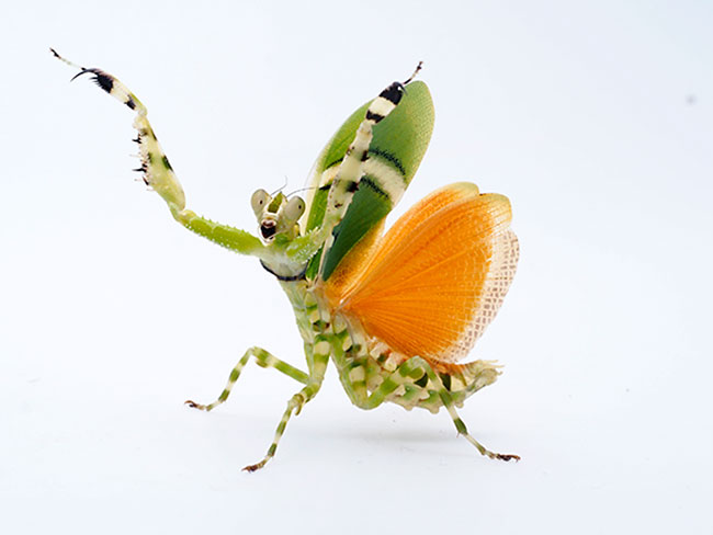 ヒョウモンカマキリ