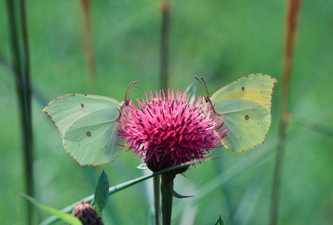 ヤマキチョウのオスとメス