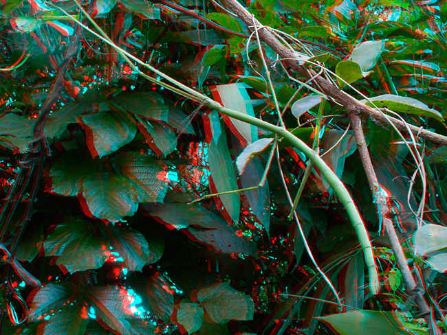 オオナナフシのアナグリフ３D