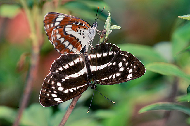ホシミスジの交尾（一枚で翅の表と裏がわかる写真）