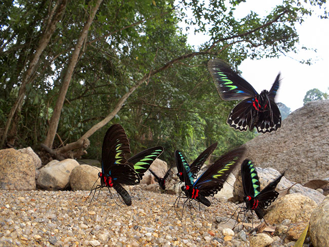 アカエリトリバネアゲハを魚眼コンバーターで