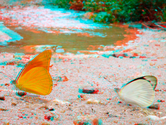 ベニシロチョウのアナグリフ３D