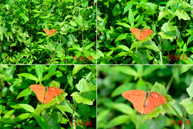 蝶を近づきながら撮影する