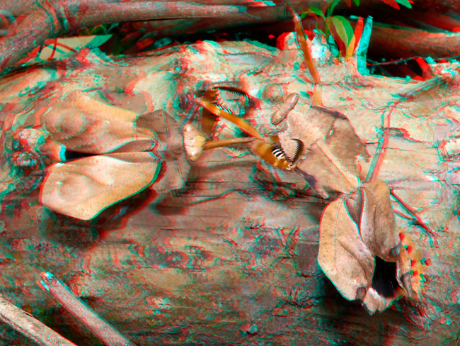 カレハカマキリの喧嘩（アナグリフ３D）