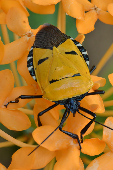 「つながり」の進化生物学