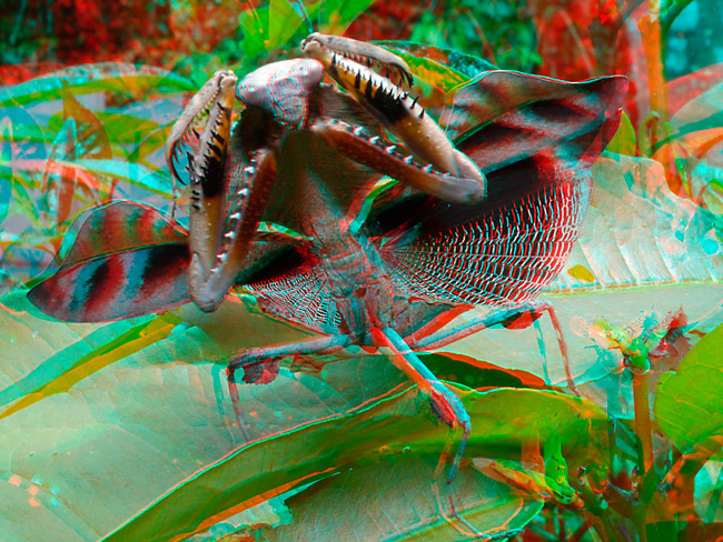 ヒシムネカレハカマキリのアナグリフ３D