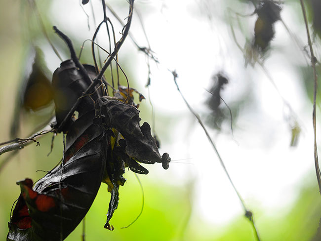 ヒシムネカレハカマキリの子供