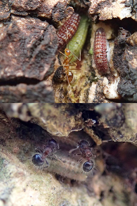 超マクロができるコンデジ