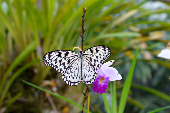 オオゴマダラをニコン１V2で