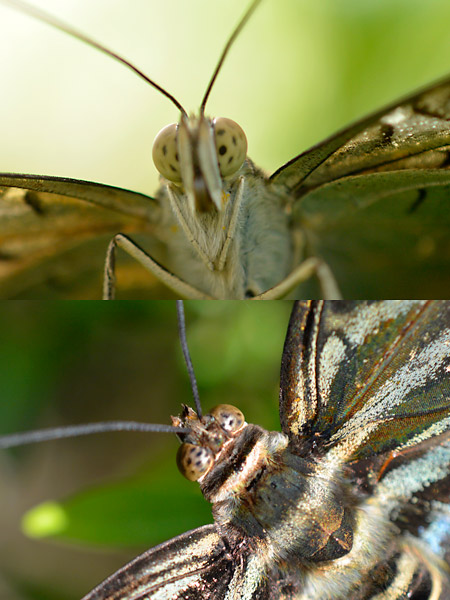 FT1アダプターでニコン１に40mmマイクロ