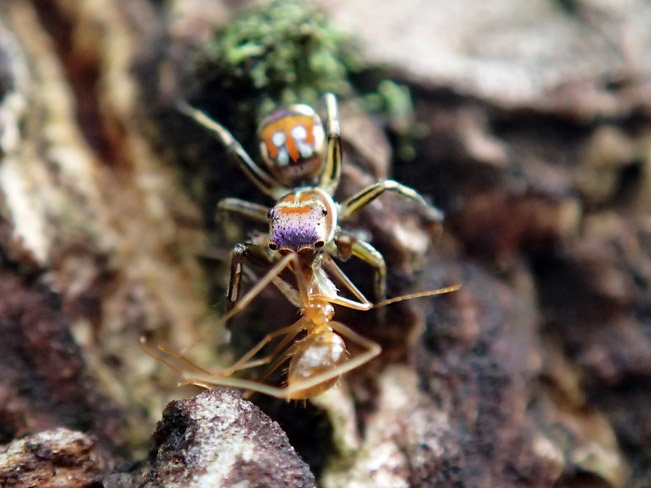 アリを捕らえたハエトリグモ