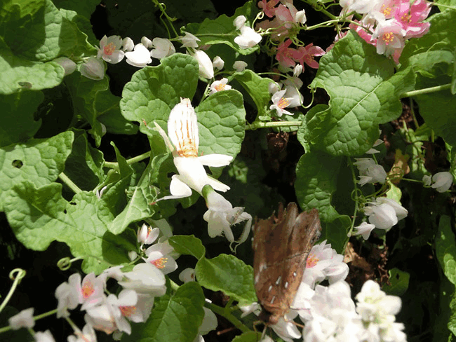 ハナカマキリの補食