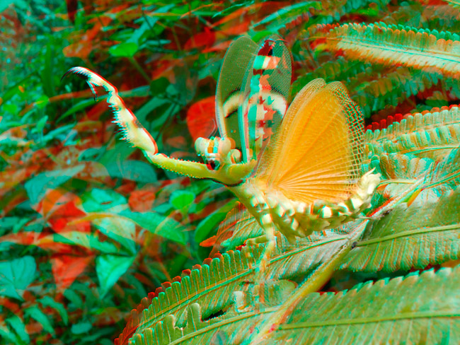 ヒョウモンカマキリの威嚇、アナグリフ３D