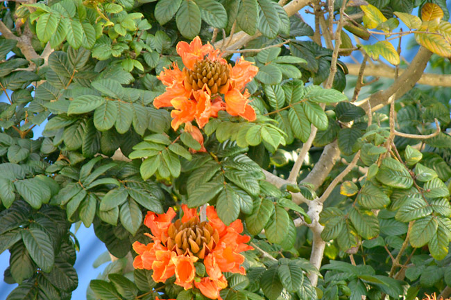 アフリカンチューリップ