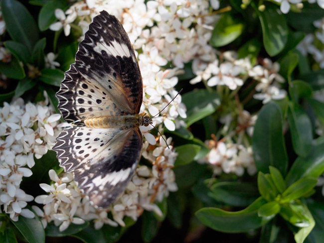 キアネハレギチョウのメス