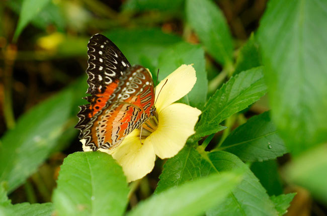 ビブリスハレギチョウ