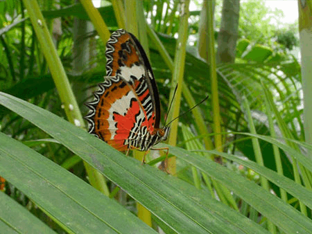 マレーハレギチョウGifアニメ