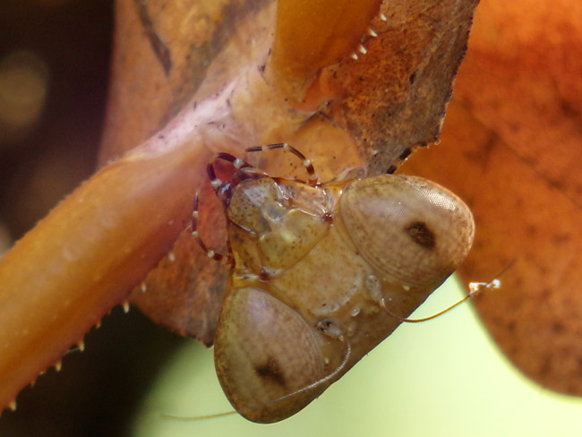 コンデジの望遠マクロ