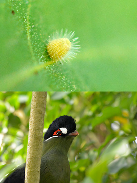 ニコンV2でマクロレンズを使う