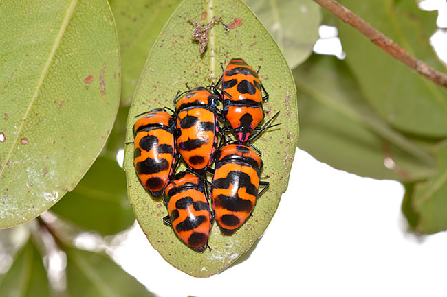 オオキンカメムシ