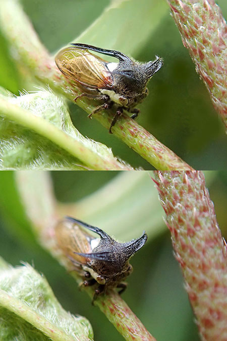 ツノゼミ（TG-2でマルチフォーカス）