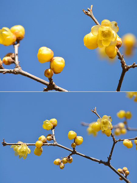 ロウバイを85mmマイクロで