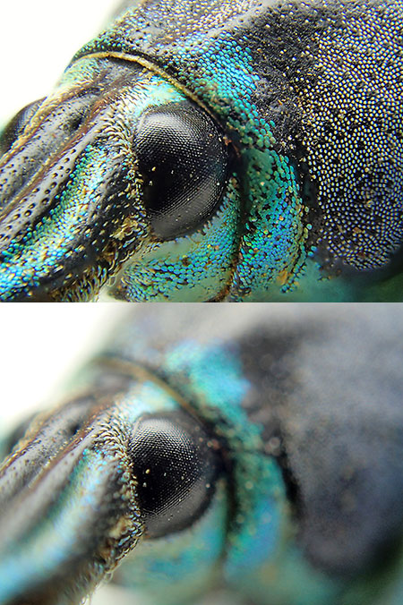 スーパーマクロの7倍でマルチフォーカス