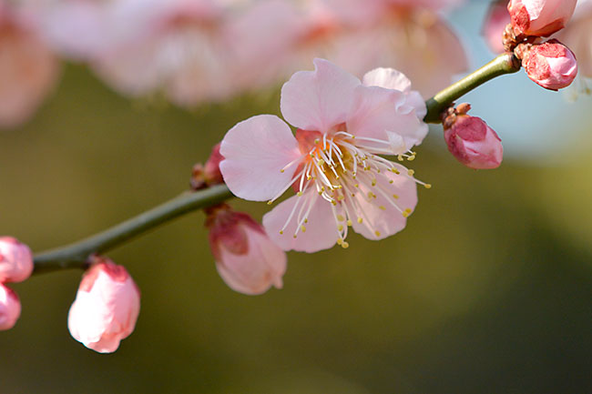 ウメの花