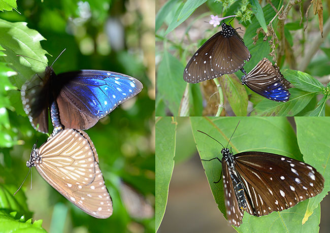 ツマムラサキマダラ